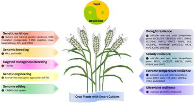 Toward a smart skin: Harnessing cuticle biosynthesis for crop adaptation to drought, salinity, temperature, and ultraviolet stress